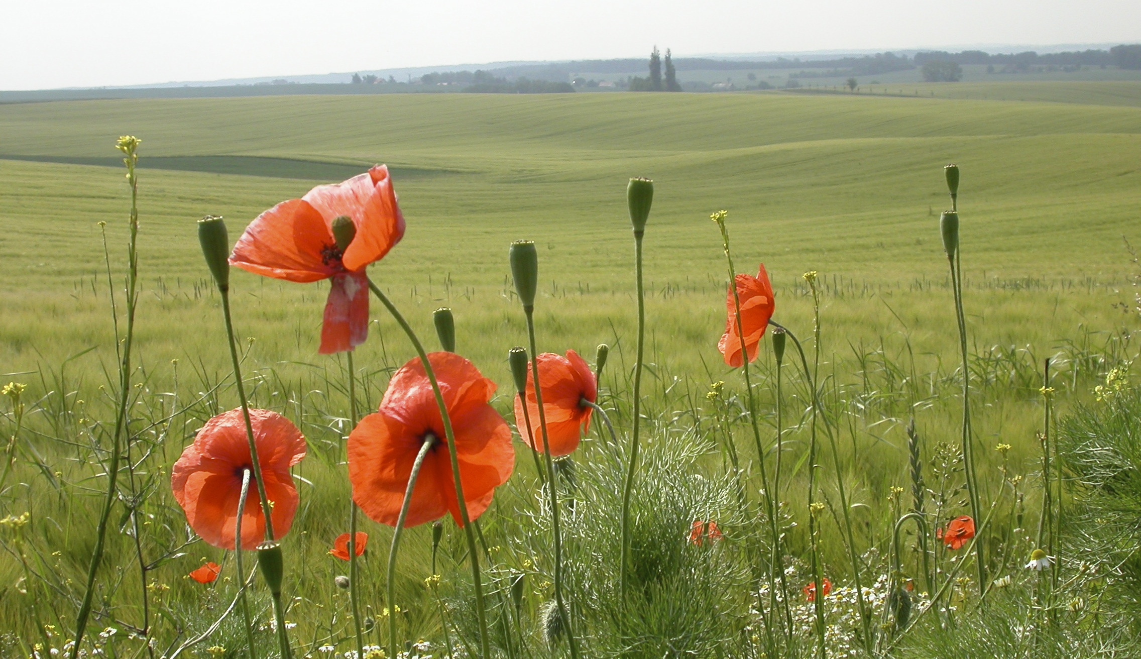 ACA072E5-7949-434E-9B4F-40B1B38A5491_1_201_a